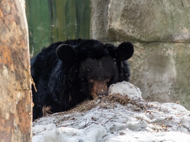 От 40 до 50 случаев в год: жителям Томской области рассказали, как вести себя при встрече с медведем