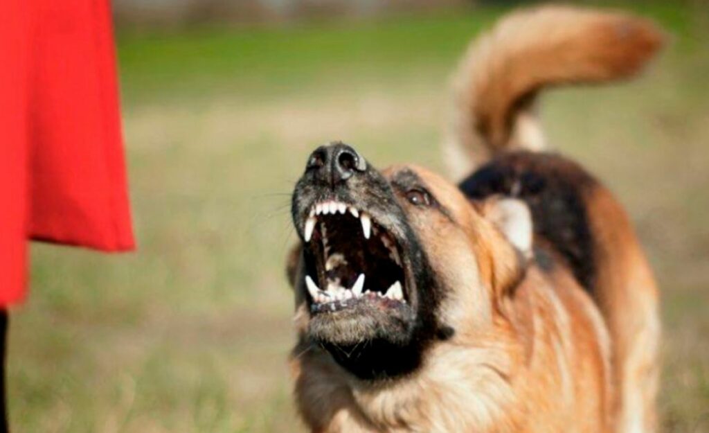 В Брянске комитет по ЖКХ оштрафовали за нападение собаки на пятилетнего мальчика