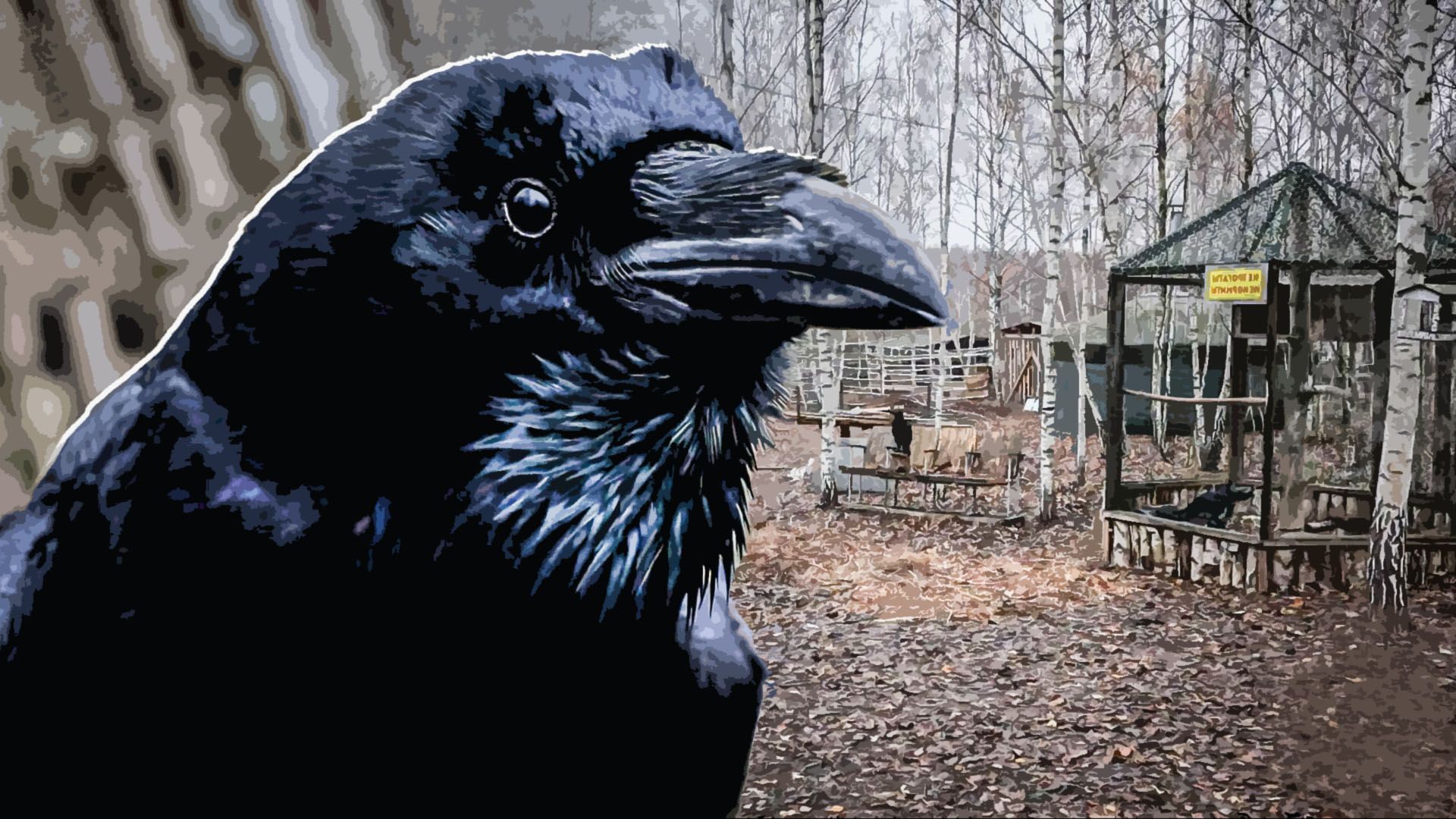 Карлуша ворона. Ворона разговаривает. Ворон карлуша разговаривает. Ворон карлуша. Карлуша говорящий ворон.