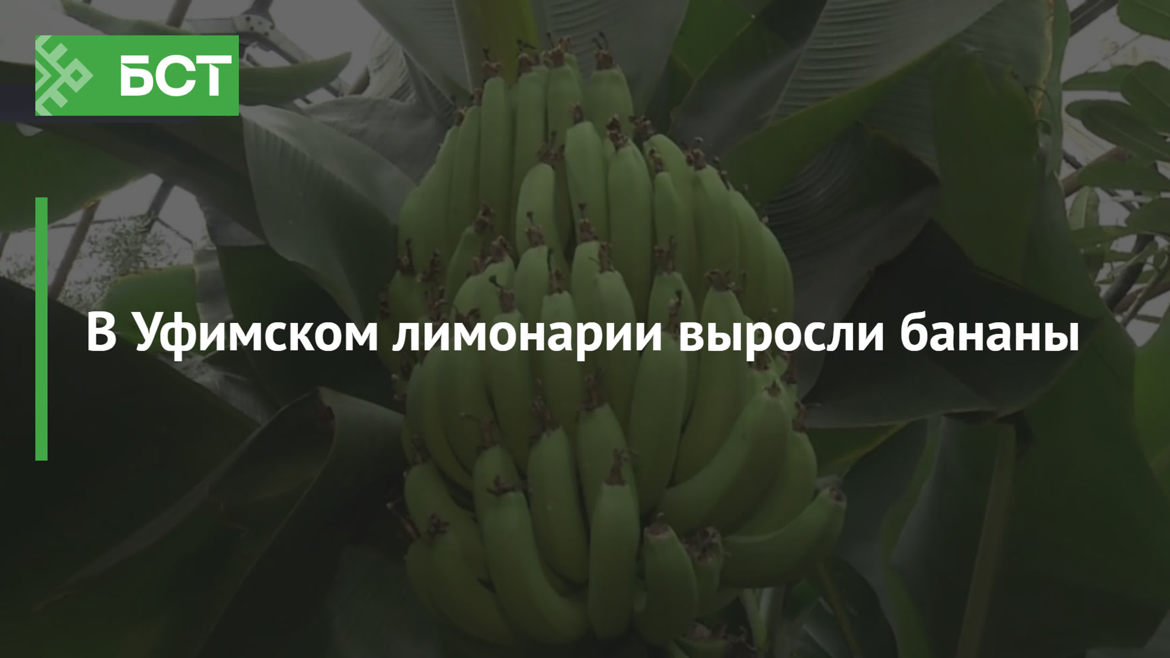 Растут ли бананы в азербайджане