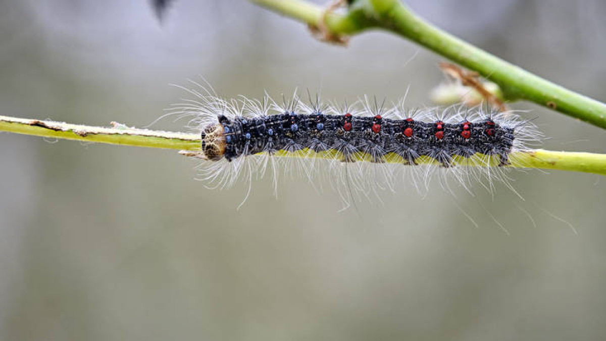 уссурийский толстотел гусеница. Caterpillar гусеница caterpillar. шелкопряд гусеница. гусеница ползет по дороге. гусеница ползет.