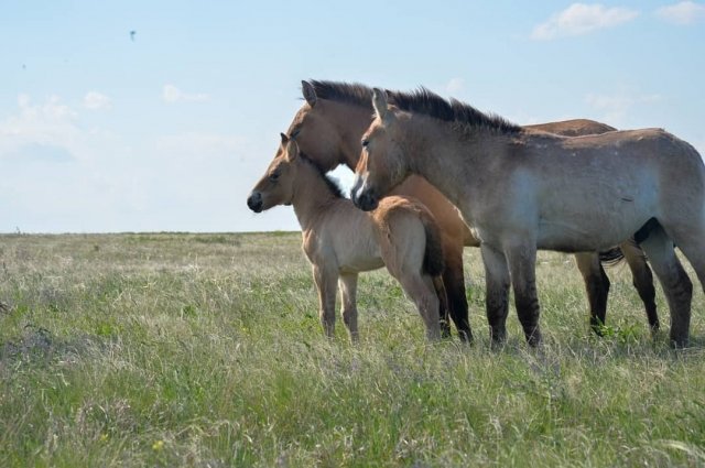 Численность лошадей Пржевальского в Оренбуржье несколько сократится.