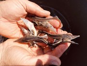 «Транснефть – Верхняя Волга» выпустила в Оку около 27 тысяч мальков стерляди в рамках осеннего этапа зарыбления