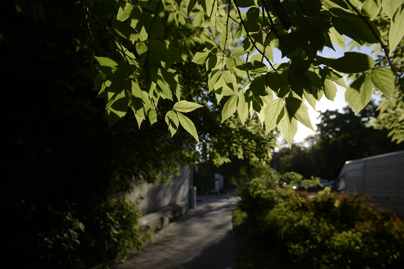 Ясенелистный клён