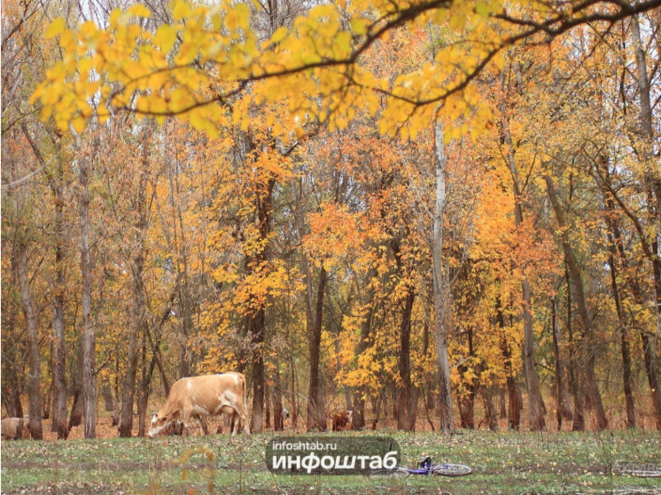 Астраханские депутаты спустя годы решили, что нужно все-таки красить коров