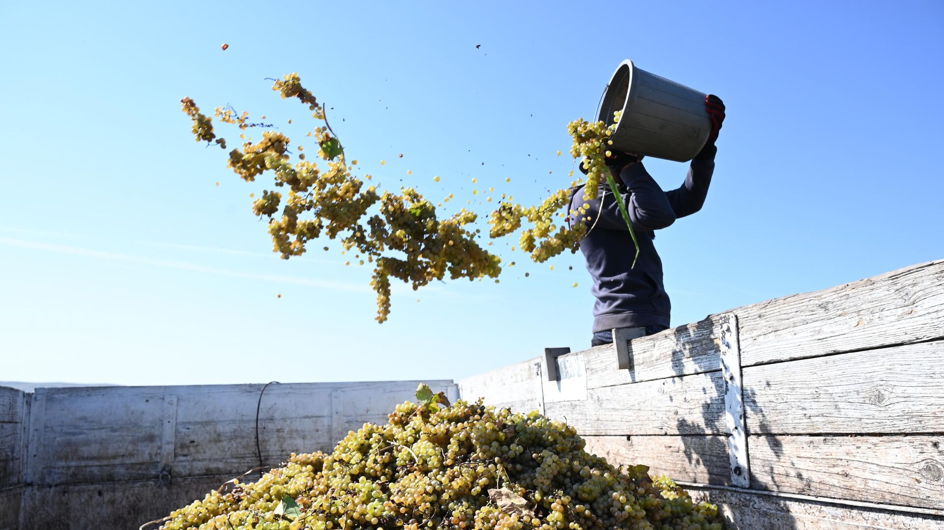 Сбор урожая винограда - ртвели в регионе Кахети, село Качрети - Sputnik Грузия, 1920, 14.09.2025