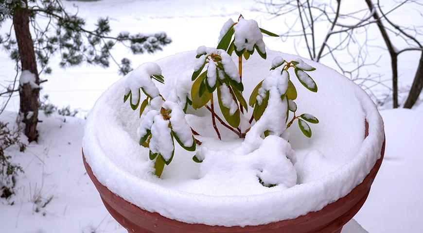 Рододендрон под снегом