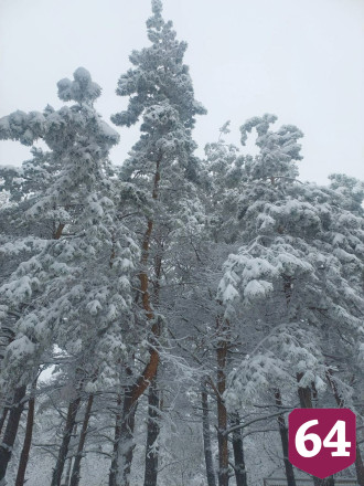 Саратовский министр накормила в зимнем лесу птиц