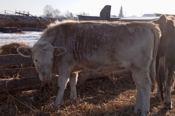 Фермеры двух районов Хакасии получили 71,5 млн за изъятый скот