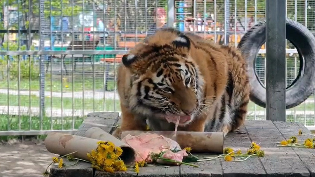 Скрин видео