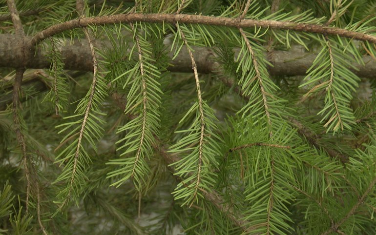 Сдать новогодние елки на переработку абаканцы смогут с 15 января