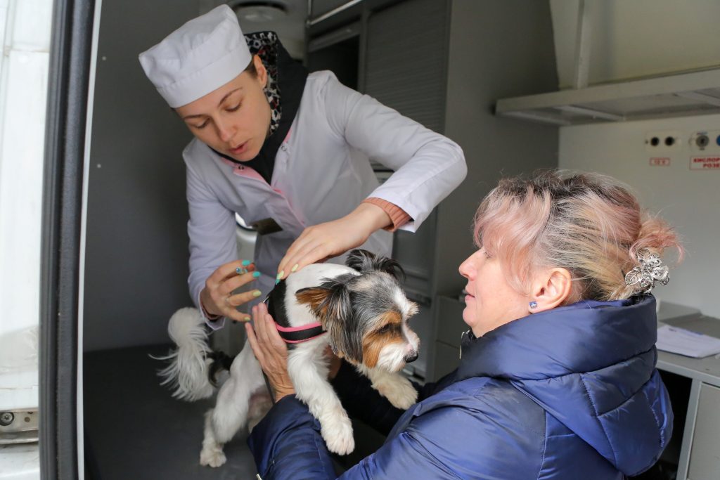 В Перове бесплатно привьют питомцев от бешенства