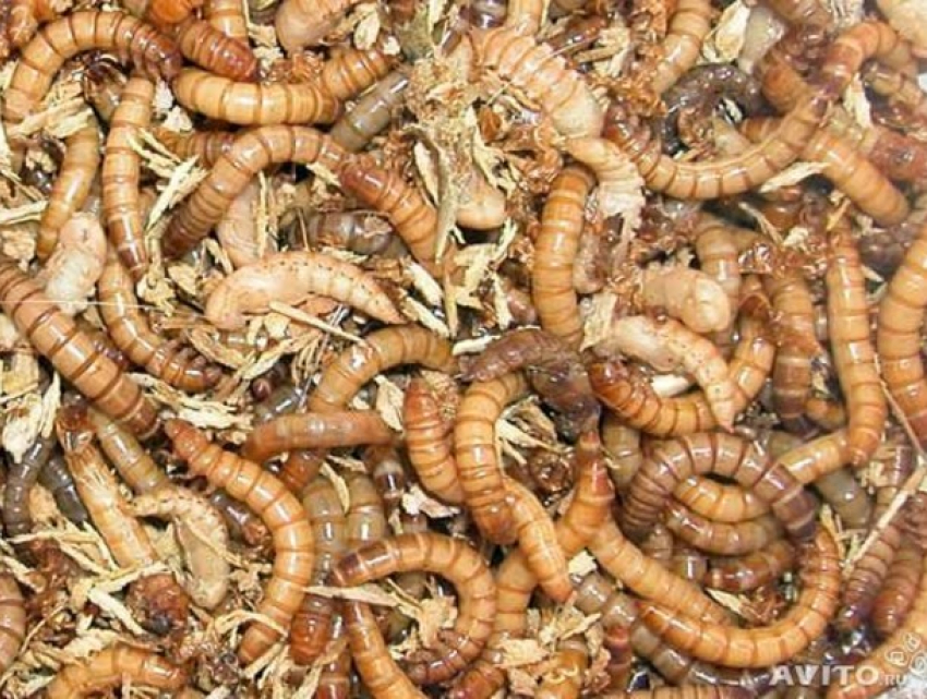 Одобрено ЕС: личинки мучного жука могут стать частью молдавского стола