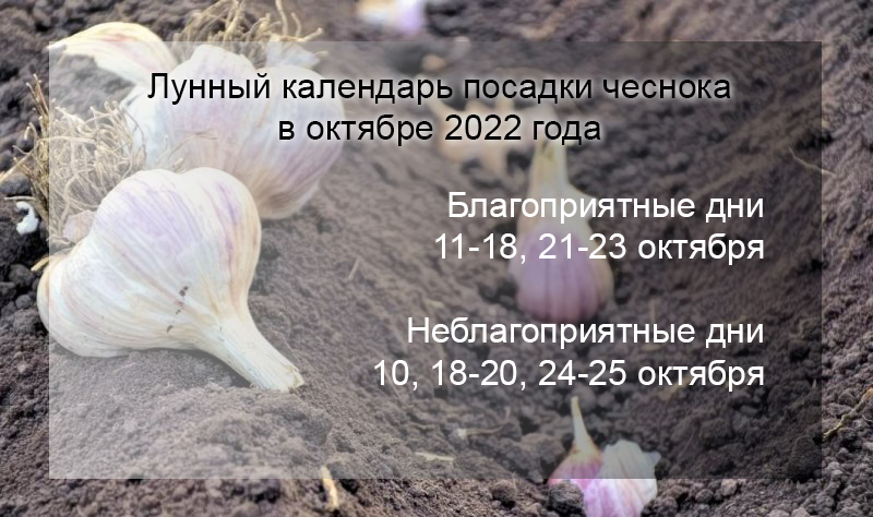 Лунный календарь посадки зимнего чеснока