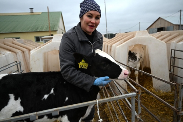 Урожай-2025 в Удмуртии: производство зерна выросло на 17%, рапса — более чем наполовину