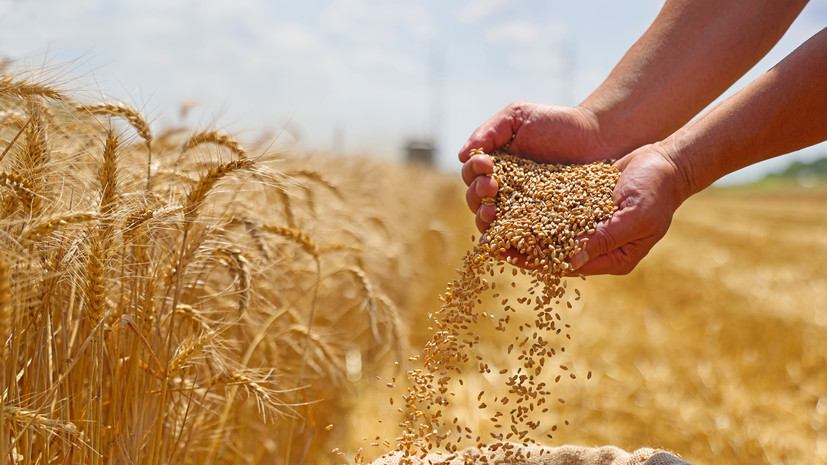 С начала 2025 года сбор зерна в России превысил 135 млн тонн