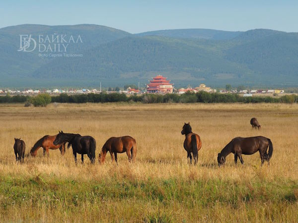 В Бурятии суд обязал владельца лошади выплатить почти 200 тысяч за ущерб от ДТП