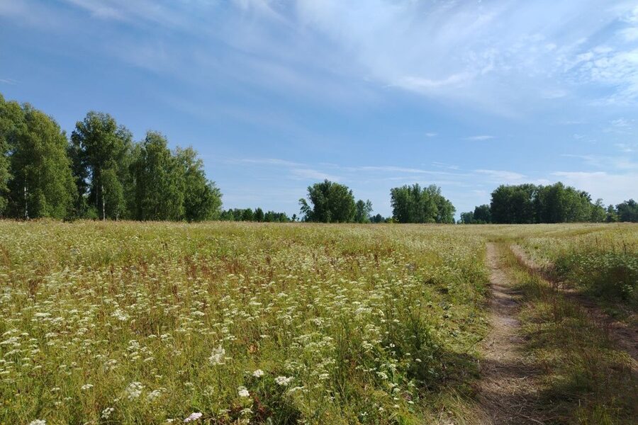 «Заблудились в статистике»: Минсельхоз и аудиторы разошлись в оценке залежных земель в Новосибирской области