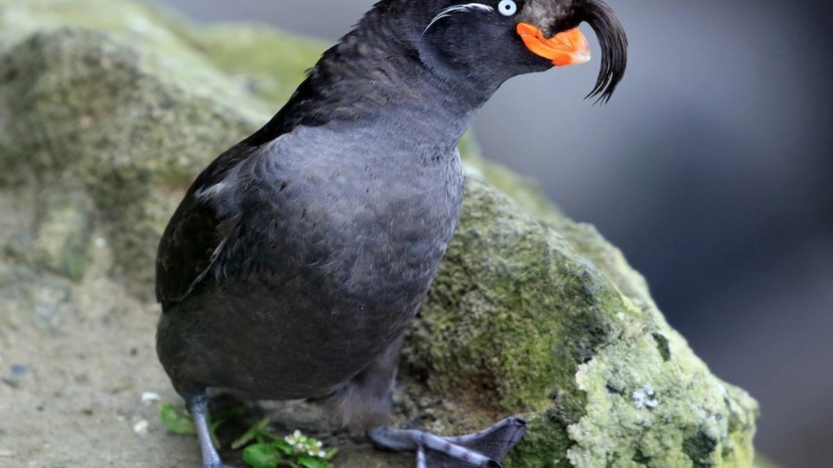 Большая конюга