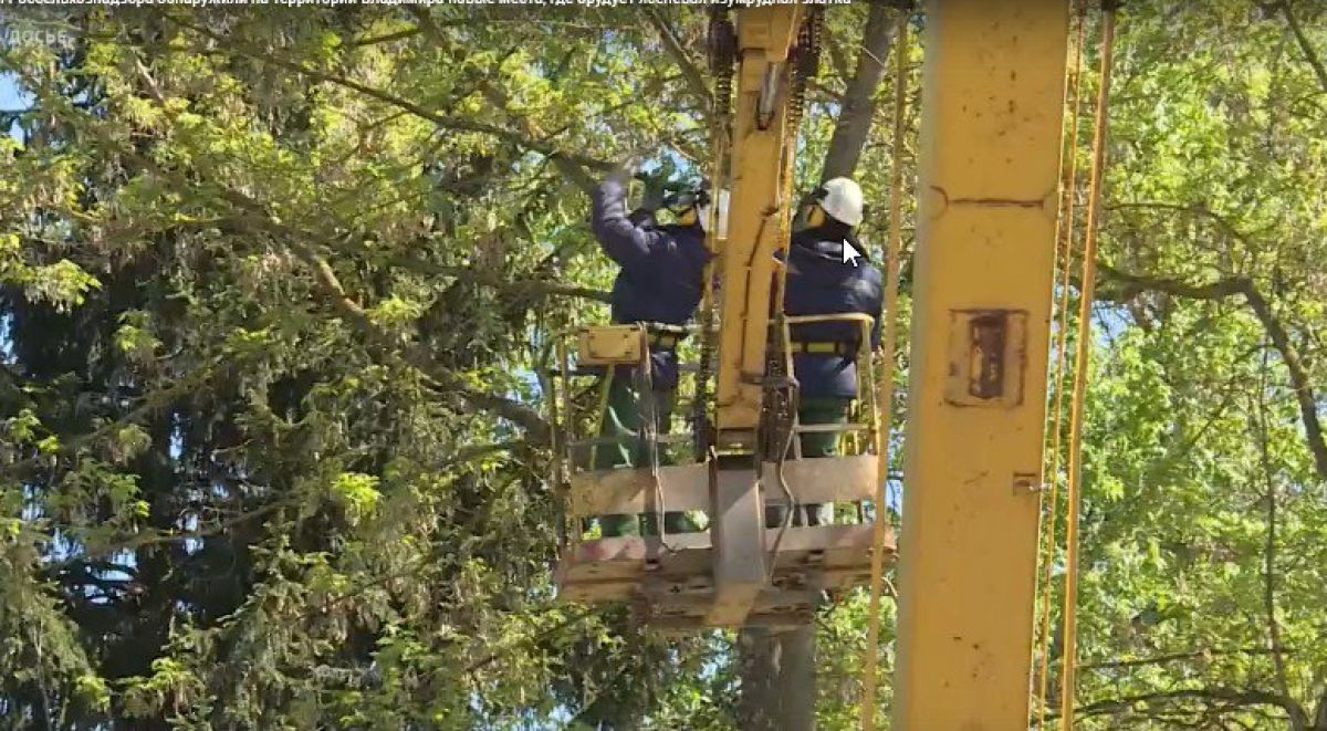 Во Владимире уничтожили около тысячи деревьев из-за карантинного вредителя