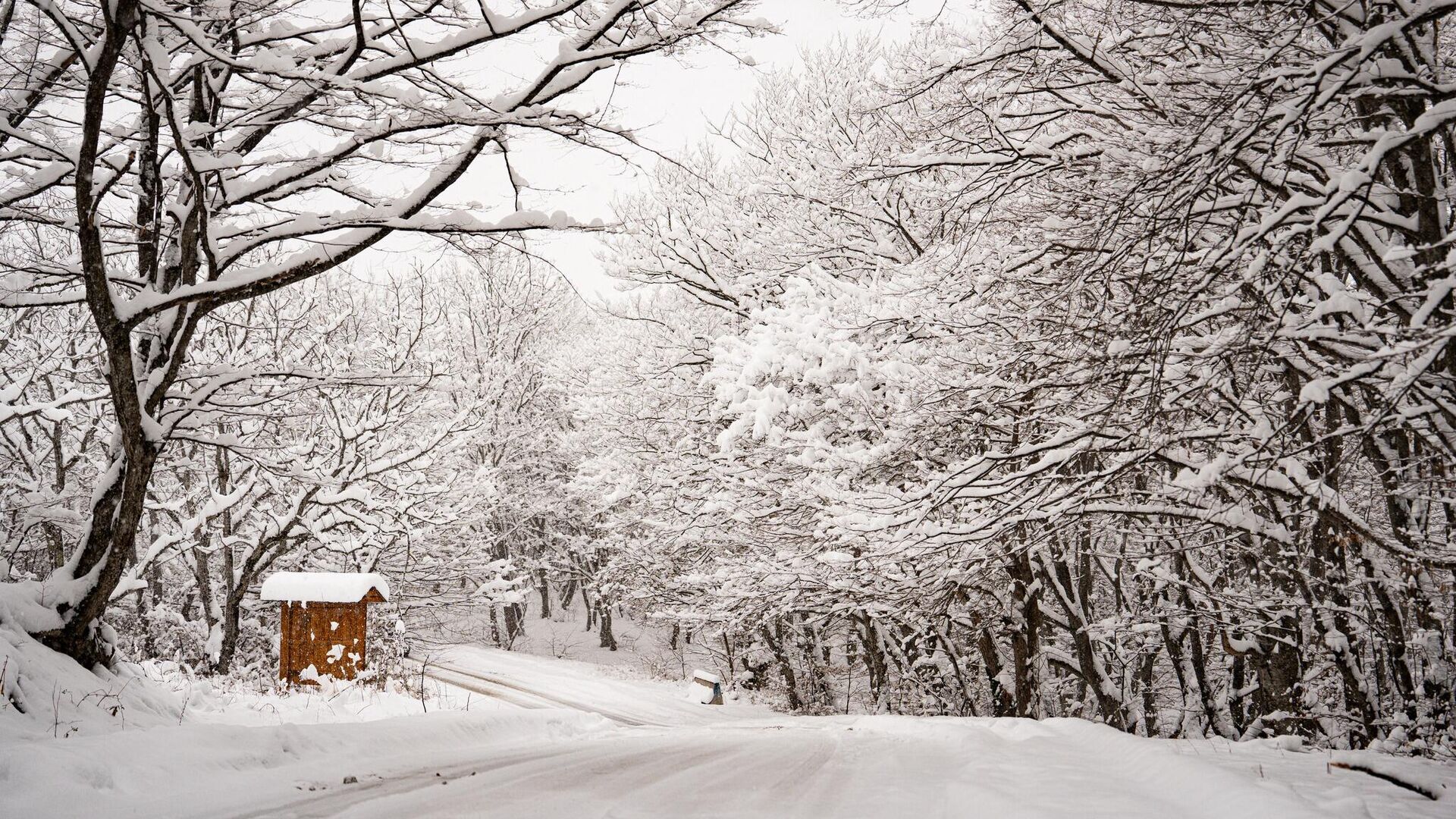 Снег в Кахети - Sputnik Грузия, 1920, 15.01.2026