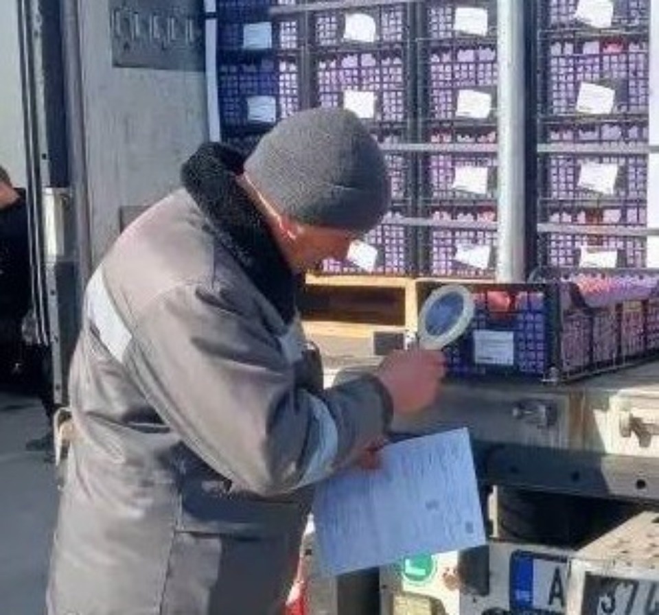 Зараженную сербскую рукколу уничтожат в Псковской области