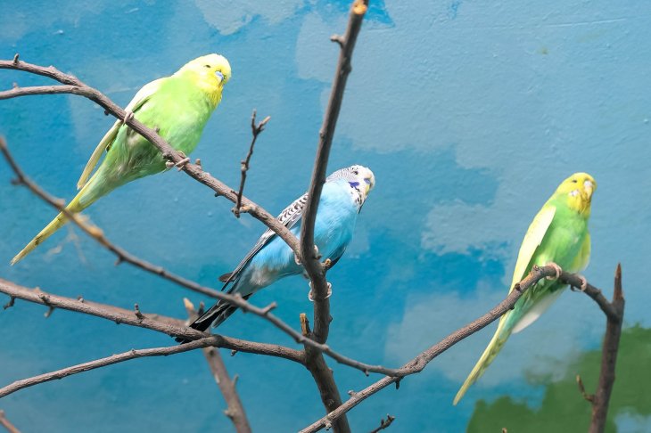 ​В Екатеринбургском зоопарке поселились волнистые попугаи