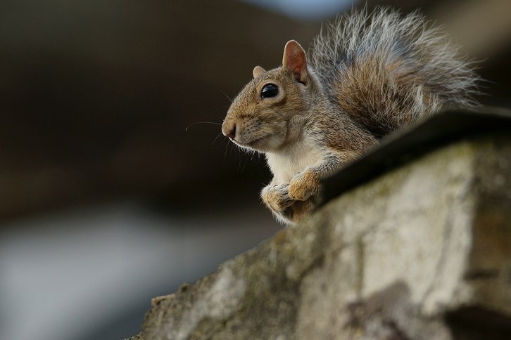 Фото: Wikimedia Commons.