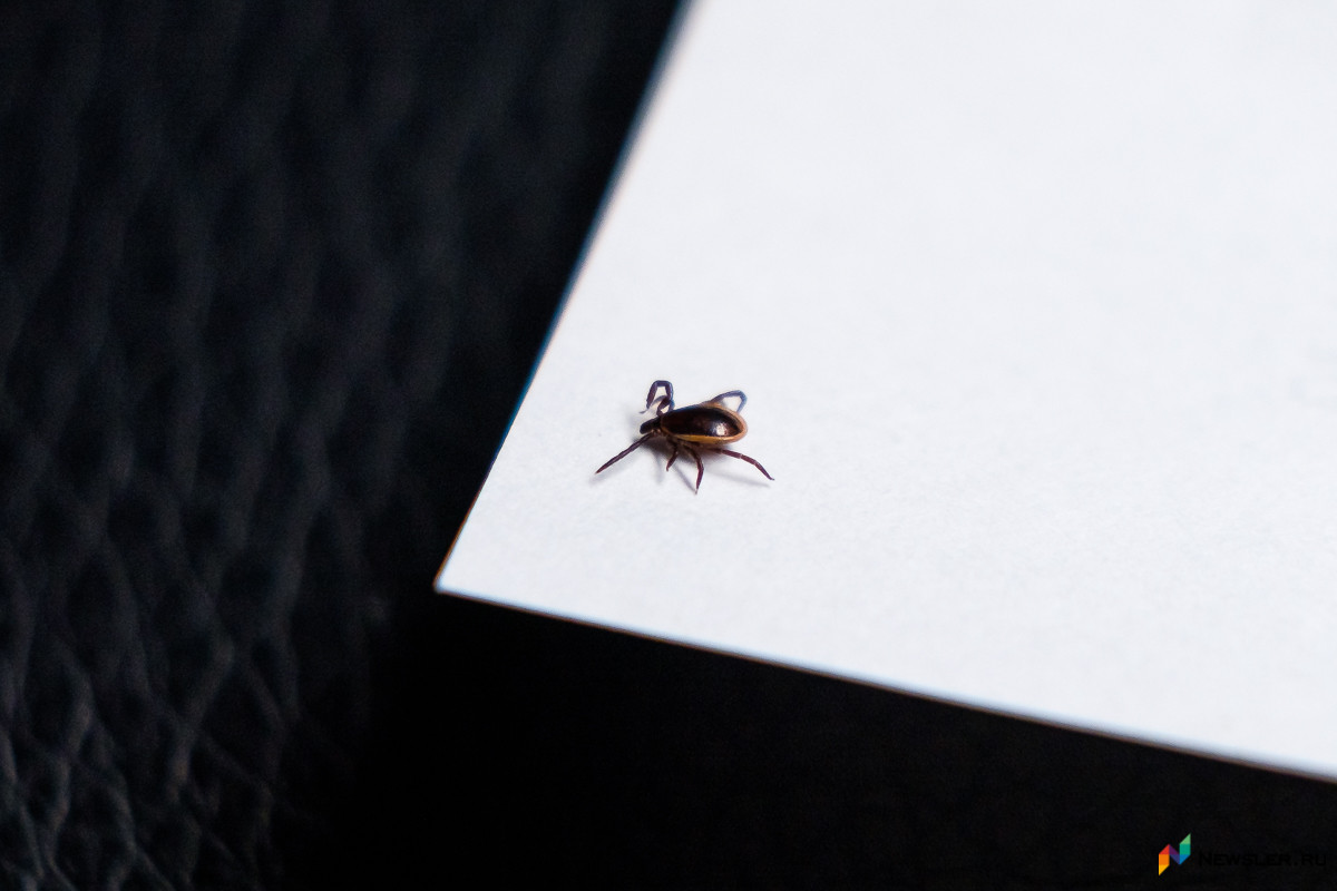 Роспотребнадзор напомнил кировчанам о необходимости привиться от клещевого энцефалита