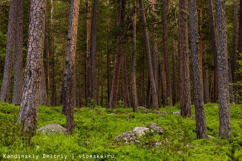 Увидеть лес. Томский лес. Лес Якутии. Кисловский Бор Томск. The Forest.