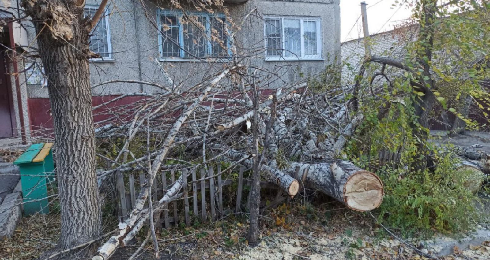 Барнаул ураган. Упавшее дерево. Деревья в городе. Последствия сильного ветра. Деревья Алтайского края.