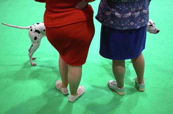 Далматинцы ждут, когда их будут судить на выставке собак Crufts в Бирмингеме, Великобритания. - Sputnik Грузия