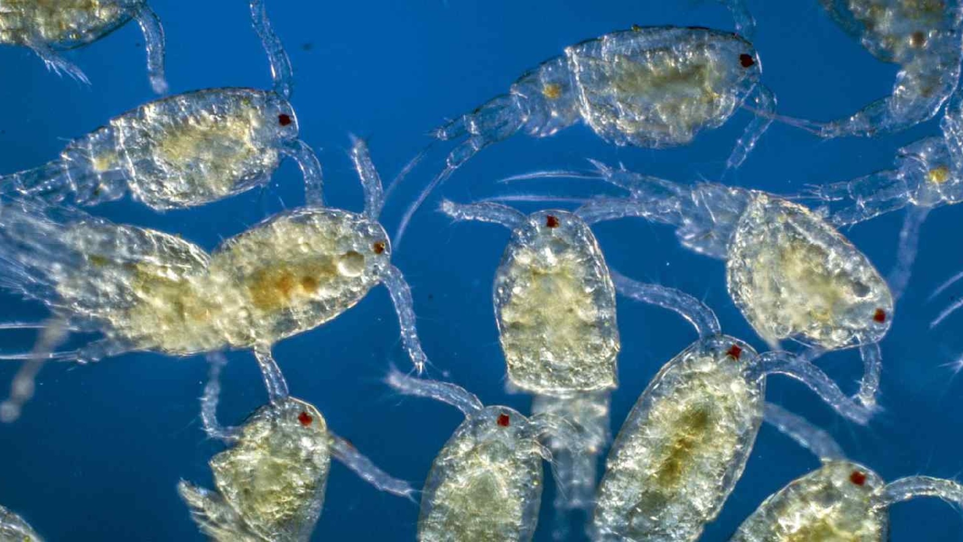 Фитопланктон группа. Озерный планктон. Зоопланктон и фитопланктон. Морской планктон. Планктонные рачки.