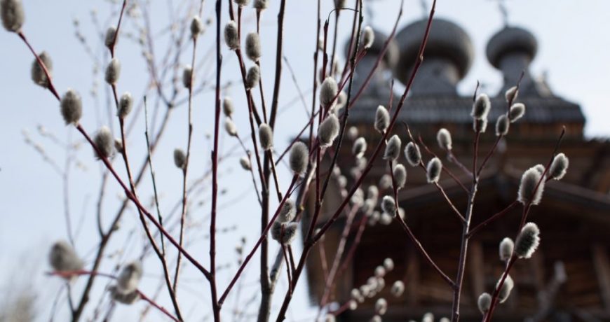 С вербным воскресеньем. Верба обряды. Верба обряды. Верба православие. Верба обряды.