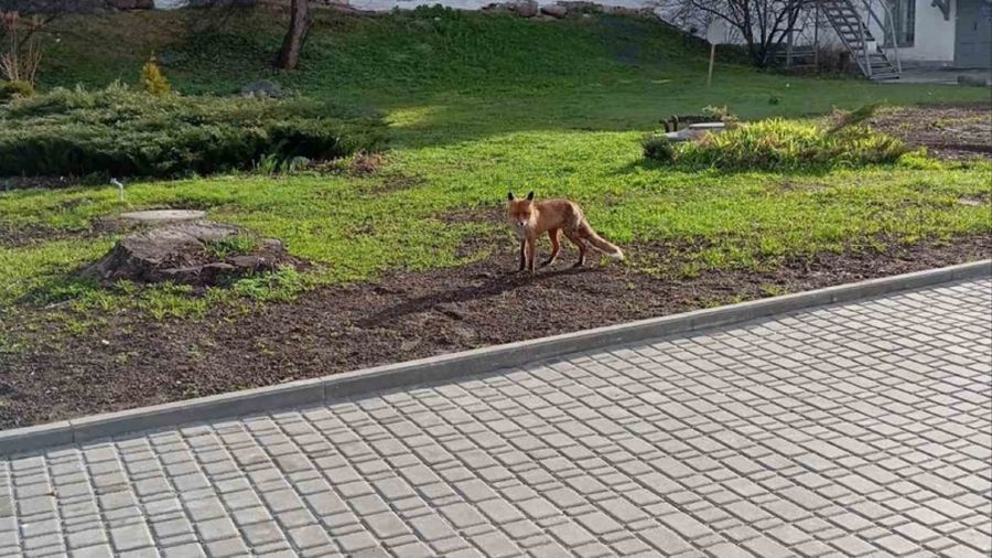 В Ярославский музей-заповедник пришла лиса