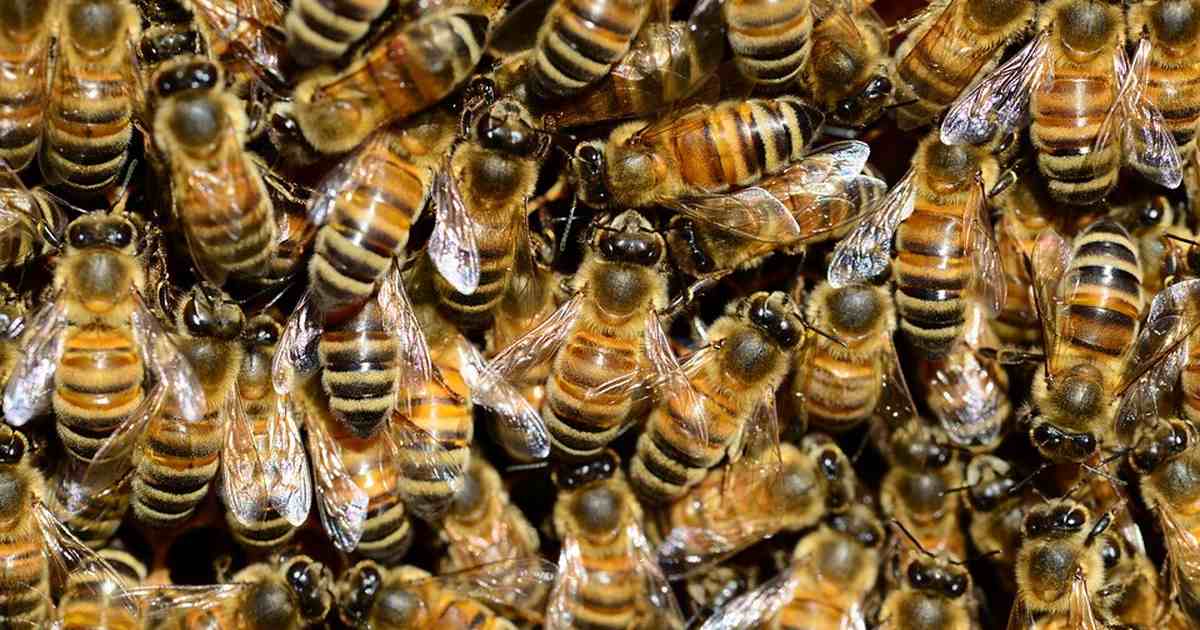 Миллионы пчёл устроили переполох на канадской дороге