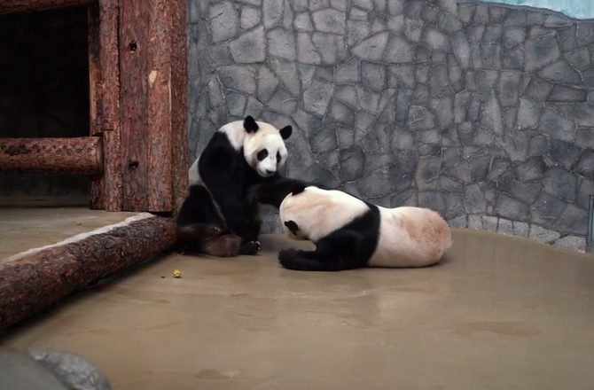 панды в московском зоопарке 2023. день рождения панд в московском зоопарке 2022. панды в московском зоопарке 2023. панды в московском зоопарке 2023. панда в московском зоопарке.