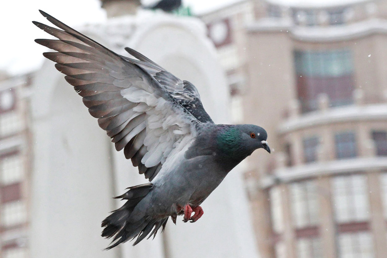 Доктор Мясников рассказал, чем опасны голуби