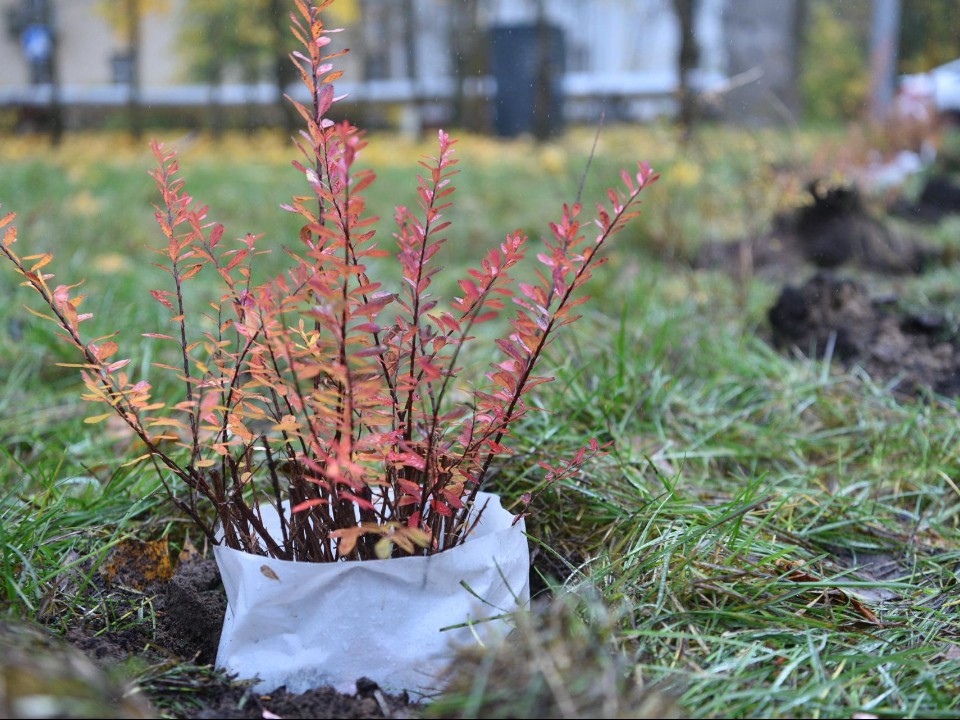 Саженцы спиреи высадили в преддверии Дня отца в Балашихе