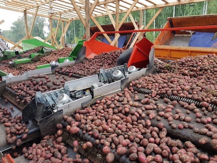 Лидер Тюменской области по сбору картофеля – агрофирма «КРиММ»