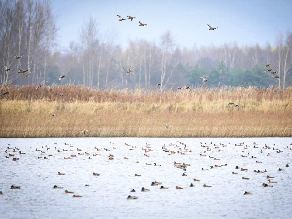 Кряквы и свиязи. Фото: Максим Филатов