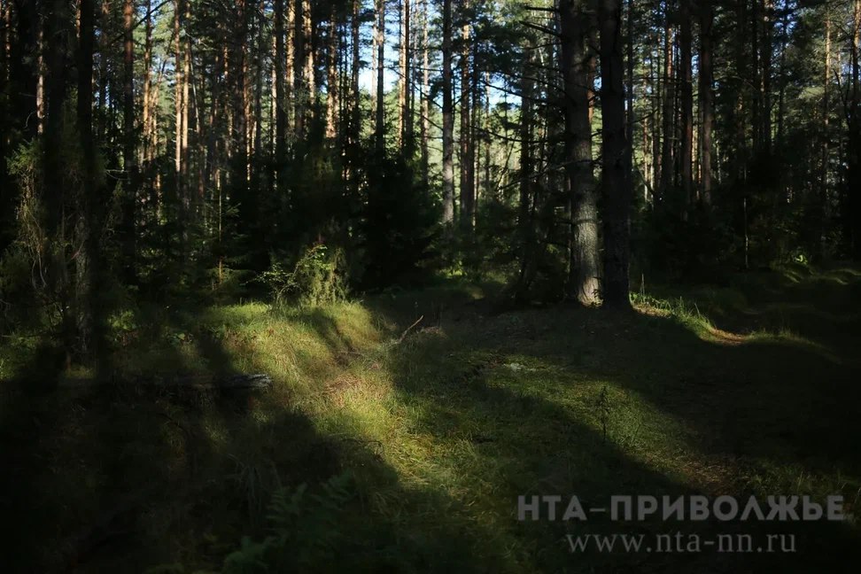 Свыше 451 млн лесных доходов поступило в бюджет Кировской области