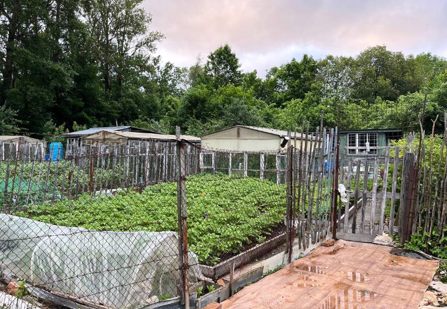 Огород в чужой усадьбе. Кто спасёт парки принца Ольденбургского от уничтожения? | Так выглядели летом старинные парки./ФОТО АВТОРА ПИСЬМА