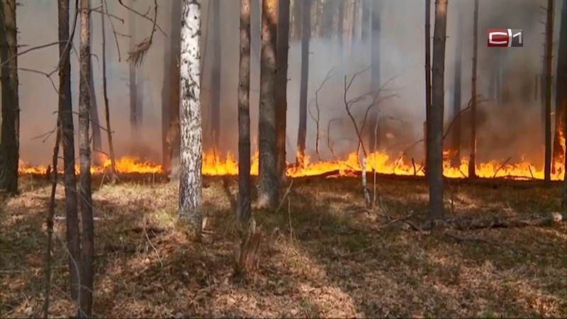 Лесной пожар разгорелся в одном из районов Югры