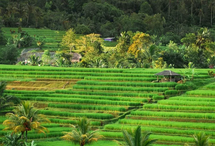 Въезжающим в Индонезию потребуется заполнить электронную декларацию E-CD с 1 сентября 2025 года | ФОТО Claudia Fernández Ortiz on Unsplash