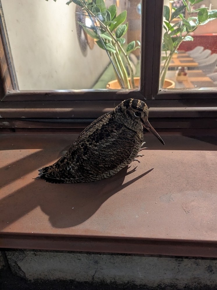 Псковичей просят приютить фотогеничного вальдшнепа