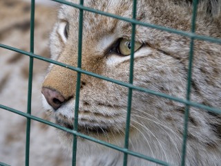 Зоозащитники спасли рысь по кличке Амазонка, сбежавшую от хозяина в Щелкове