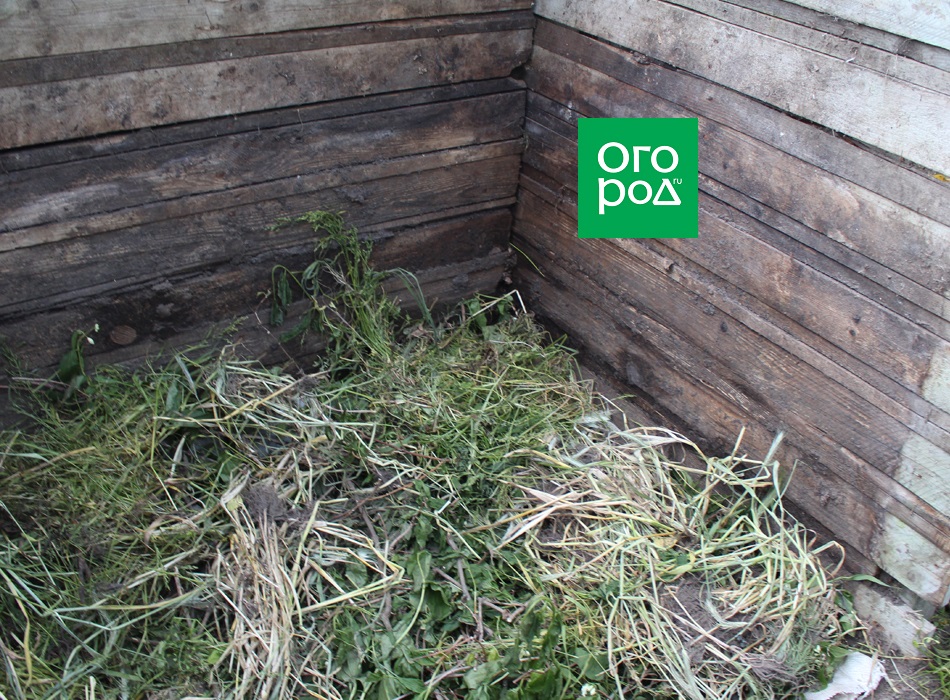 Фото ogorod.ru / Горбачёнок Екатерина