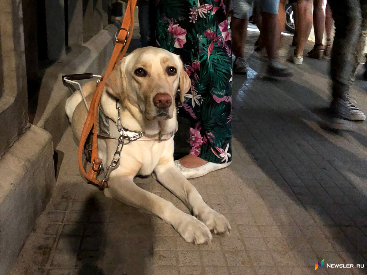 11-летний ребенок получит 20 тысяч за укус