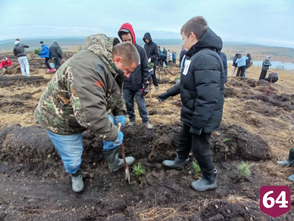 Осенью в Саратовской области высадят 3 миллиона сеянцев 